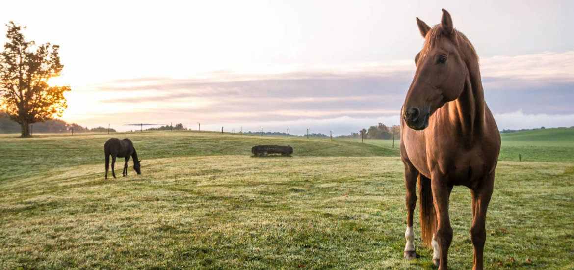 Gallop-Store UK